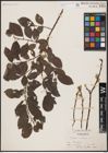 Foto von Salix caprea L.